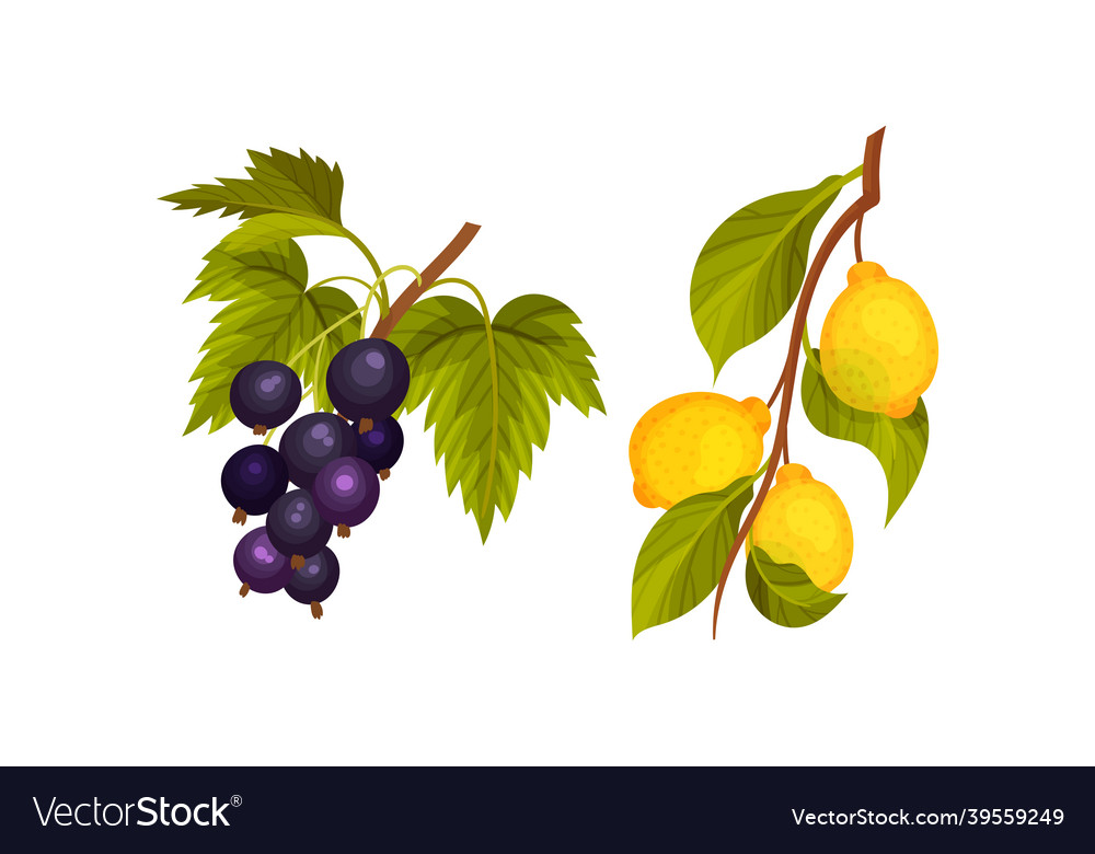 Currant and lemon tree branches set twigs vector image Currant and lemon tree branches set twigs