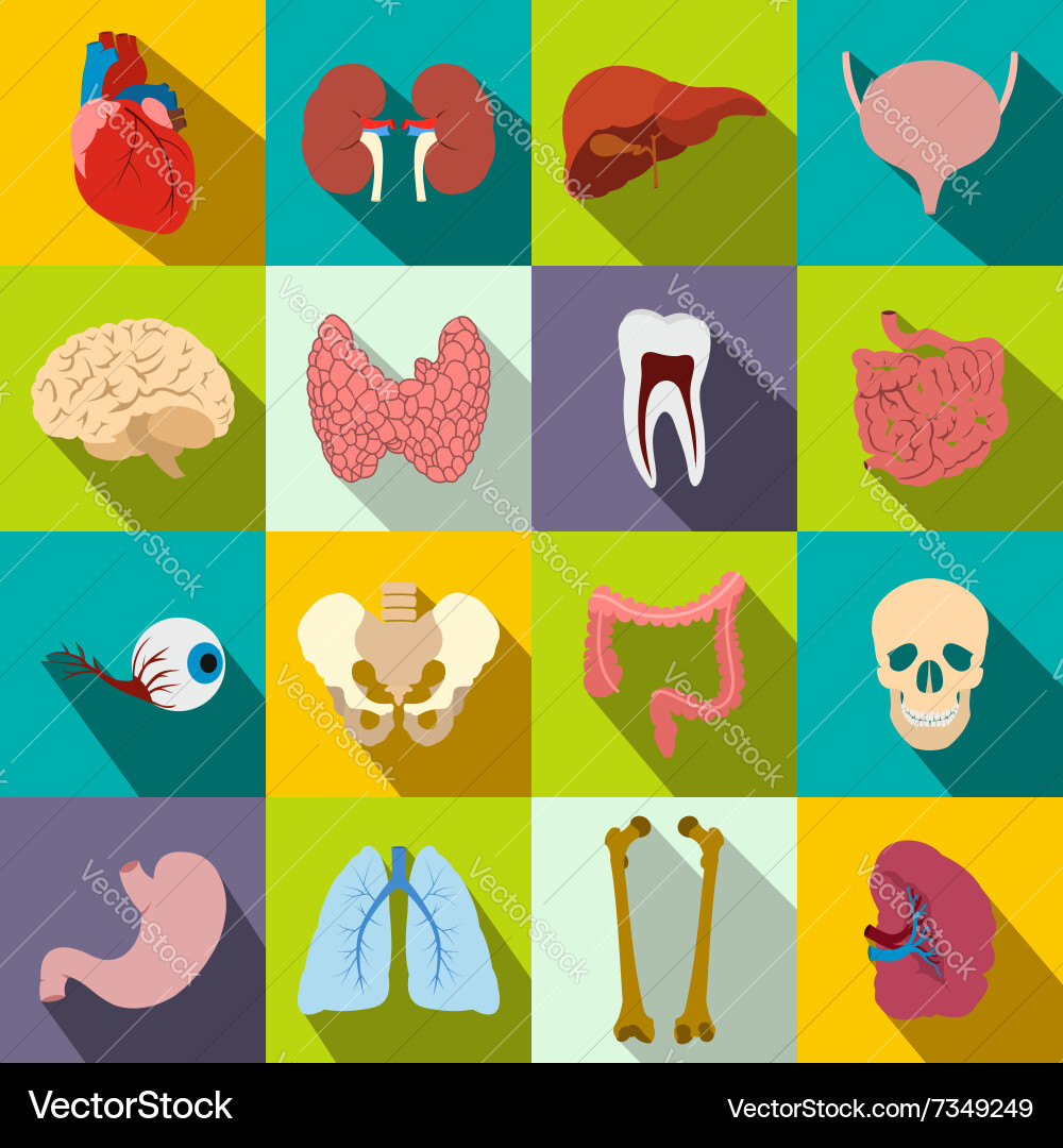Internal organs flat icons Royalty Free Vector Image