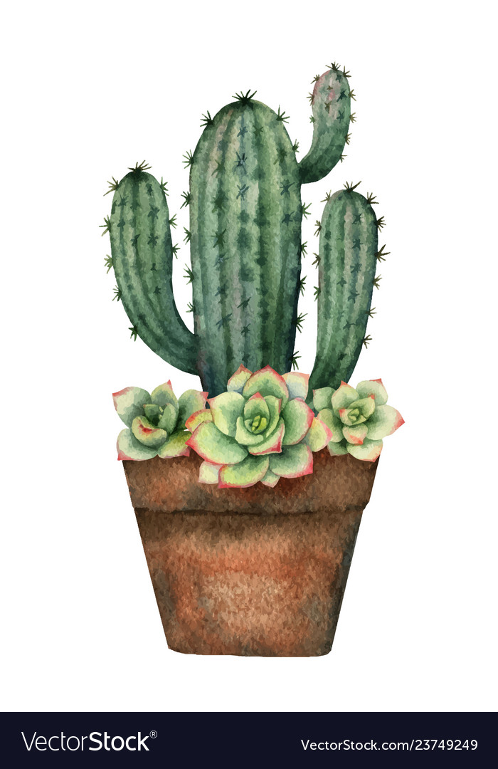 Watercolor Composition Cacti And Royalty Free Vector Image 3180