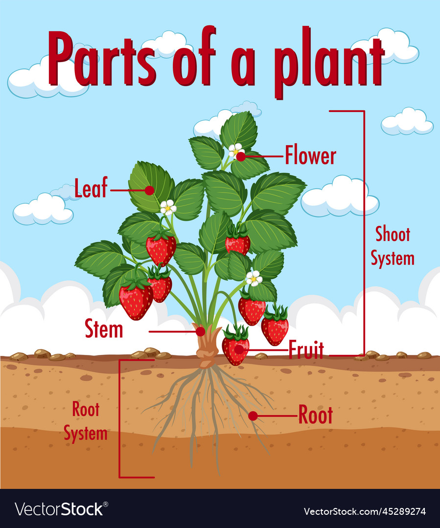 Diagram showing parts of a plant Royalty Free Vector Image