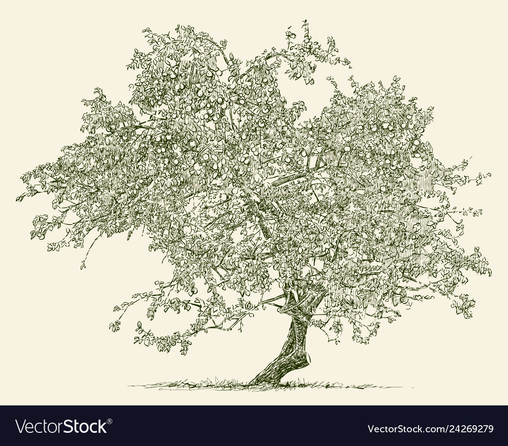 Elegant Apple Tree Sketch