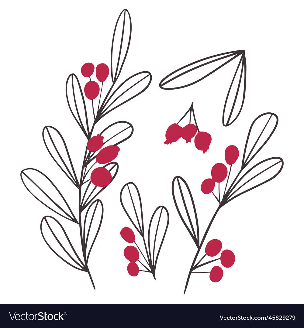 Hand drawn winter floral elements branches