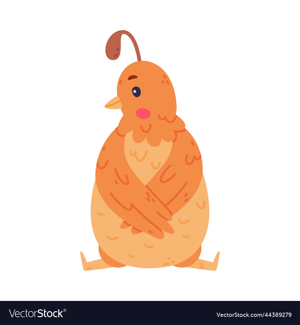 Quail bird with crest and feathers in sitting pose
