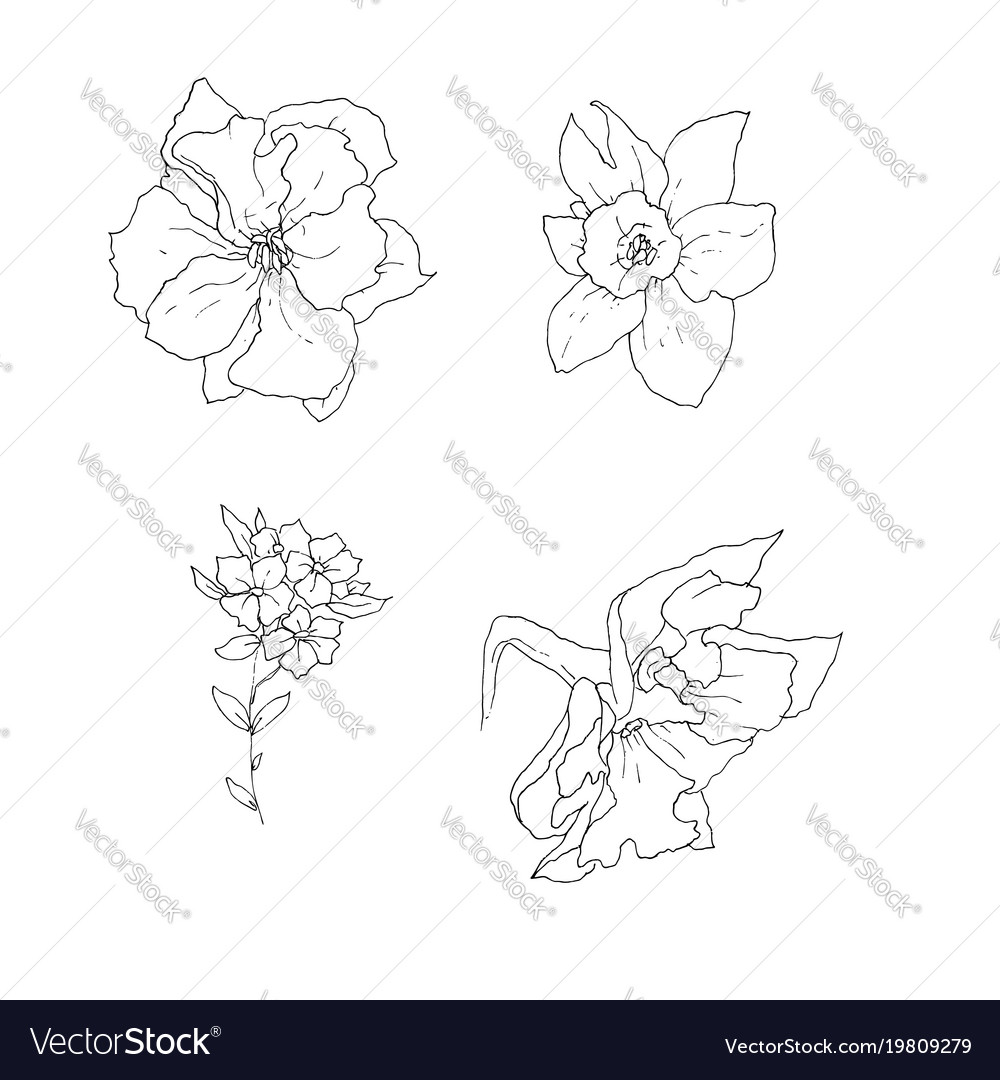 stock line botanic flowers
