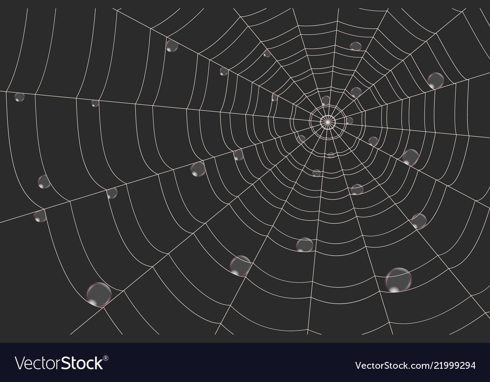 Dew on a grid of concentric cobweb black vector image Dew on a grid of concentric cobweb black