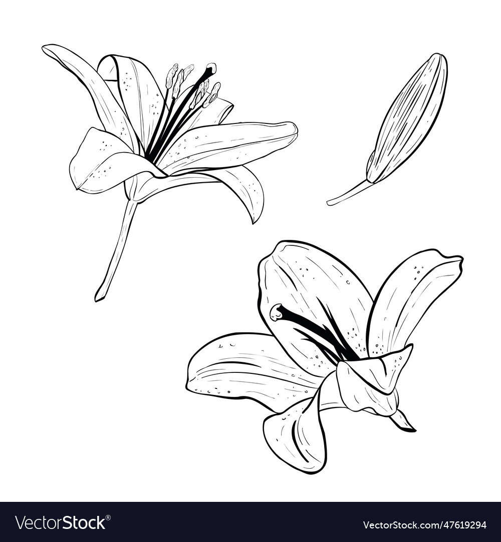 Set of lily flowers in full Royalty Free Vector Image