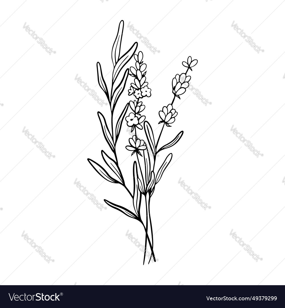 Bouquet of lavender flower line art drawing hand Vector Image