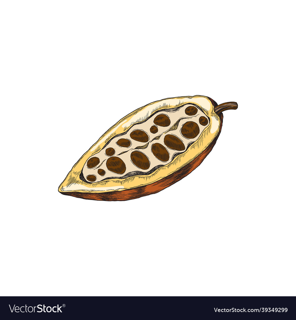 Colored cocoa or cacao open pod with beans sketch