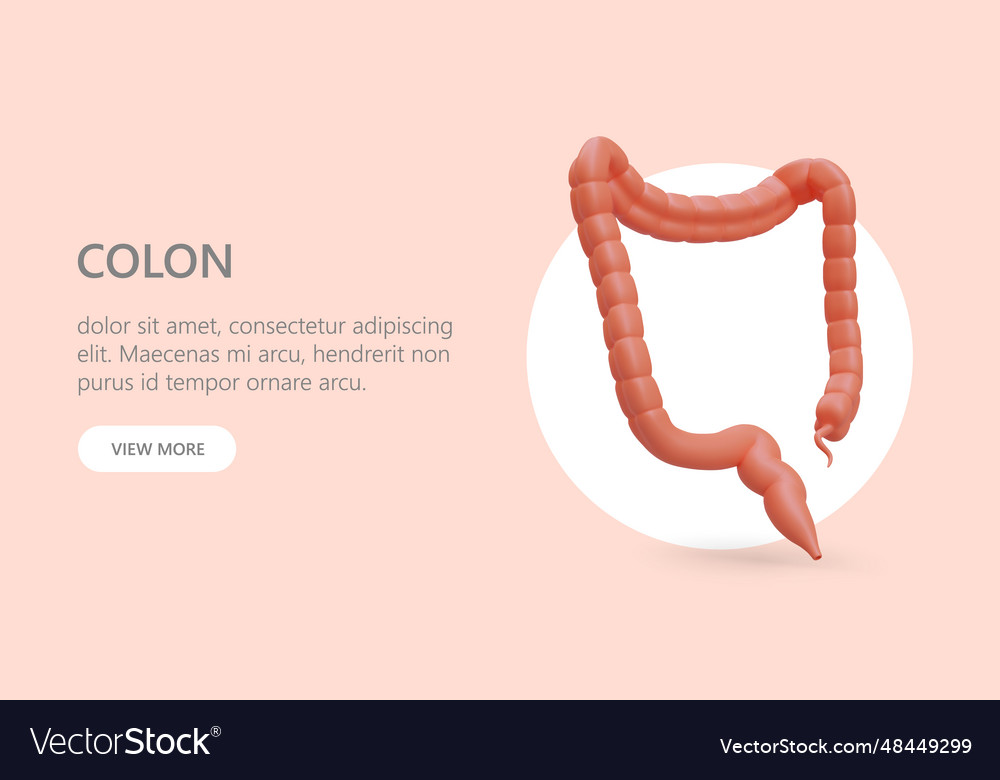 Large intestine colon with appendix colonoscopy
