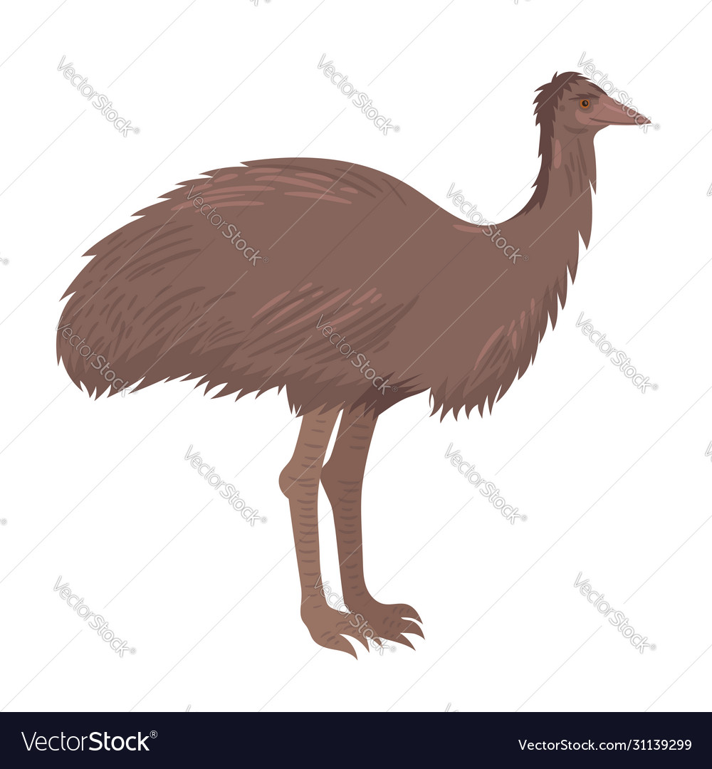 Ostrich emu isolate on a white background