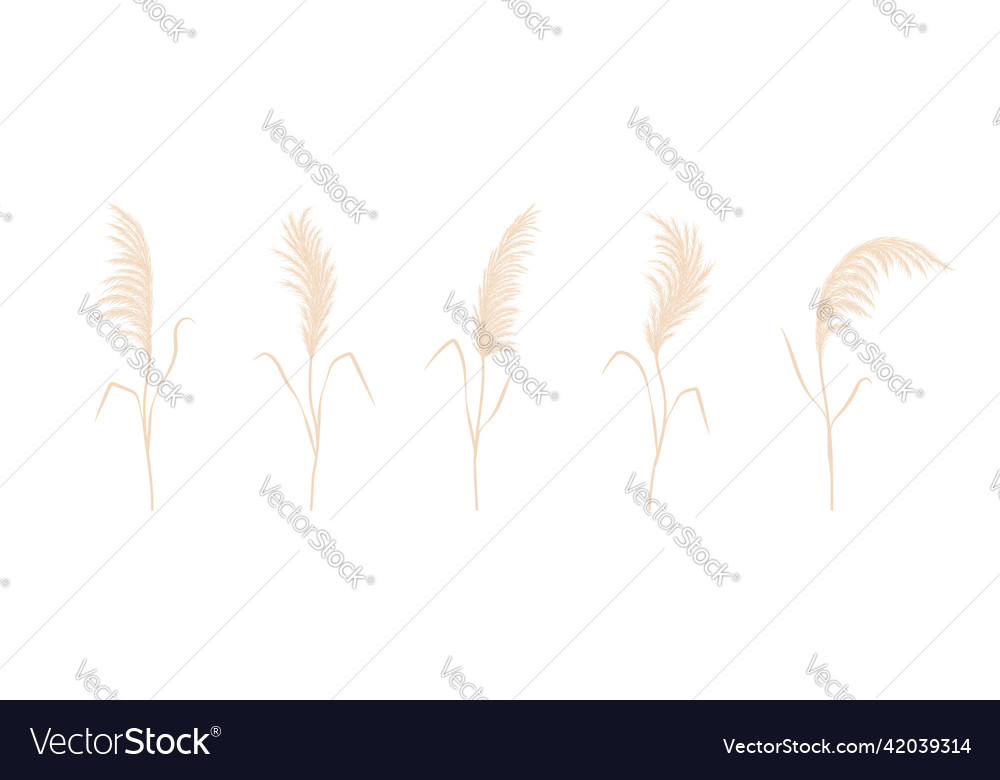 Dry pampas grass collection set of cortaderia