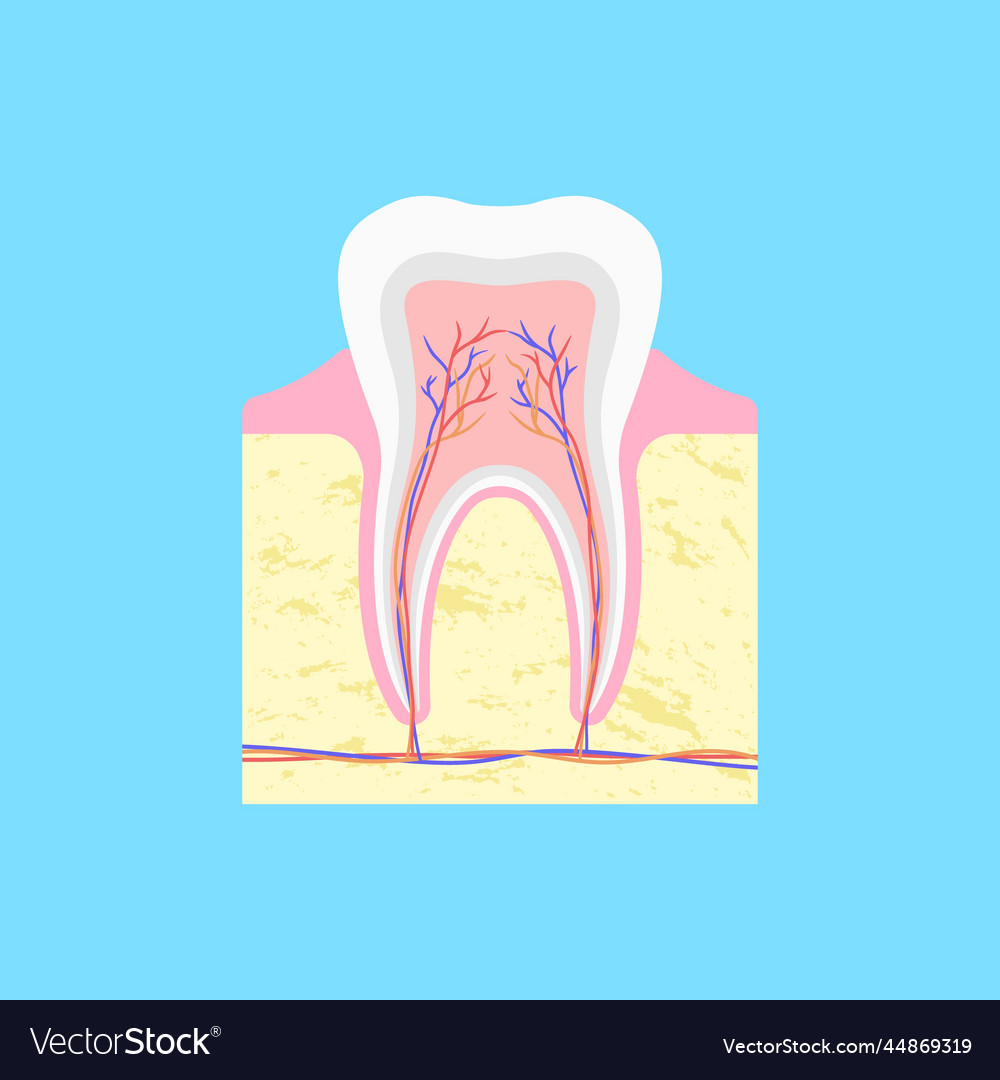 Anatomical structure of tooth in section Vector Image