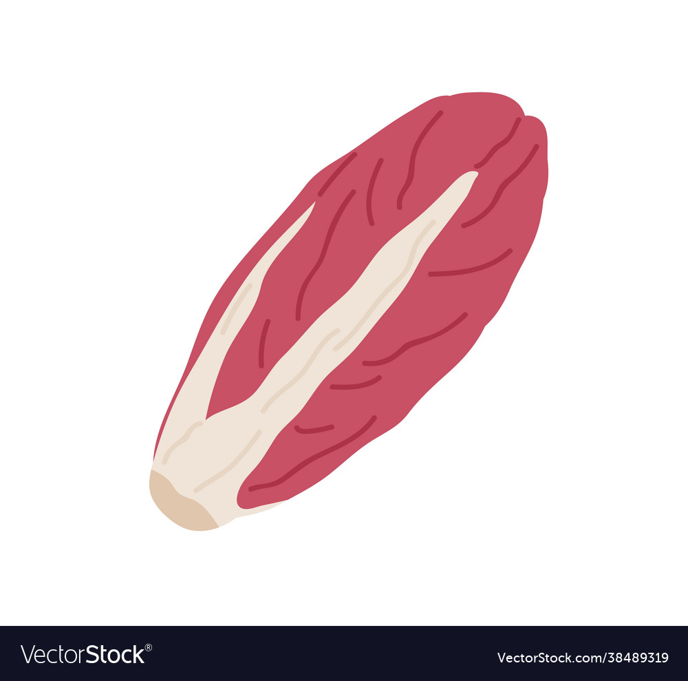 Red-leaf chicory head fresh radicchio icon