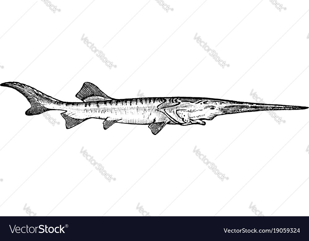 Chinese Paddlefish Engraving