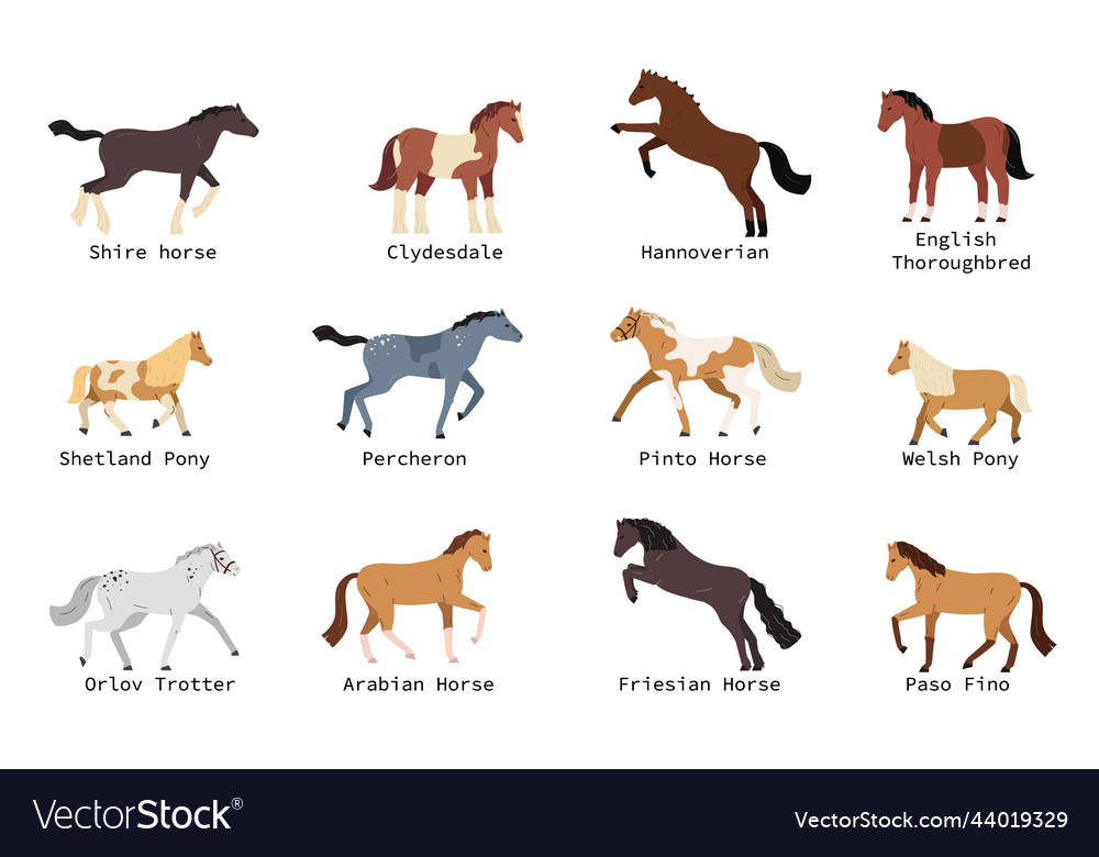 Horse breeds set Royalty Free Vector Image - VectorStock