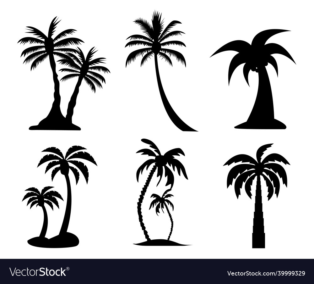 Palm tree image