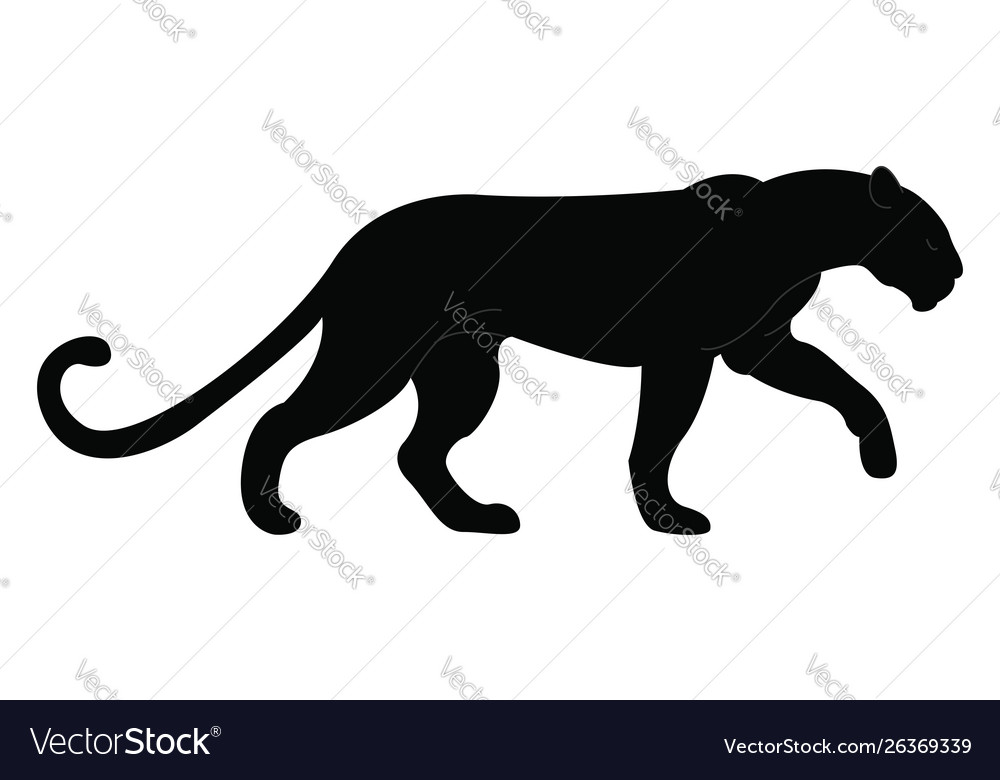 Big black panther on white background Royalty Free Vector