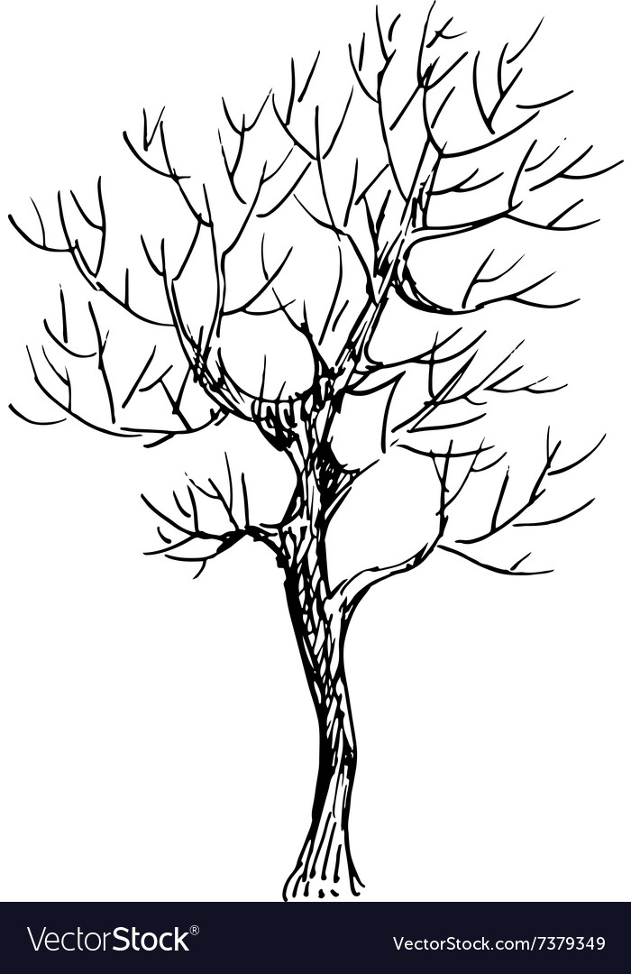 Black And White Sketch A Tree Royalty Free Vector Image