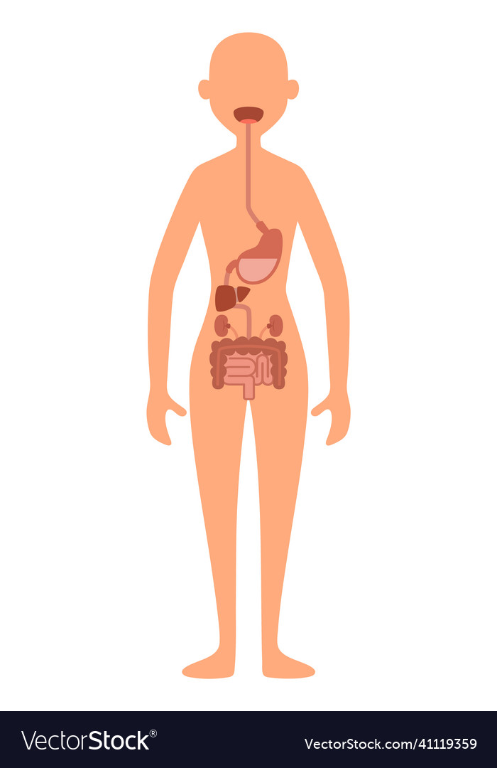 Digestive system female body anatomy Royalty Free Vector