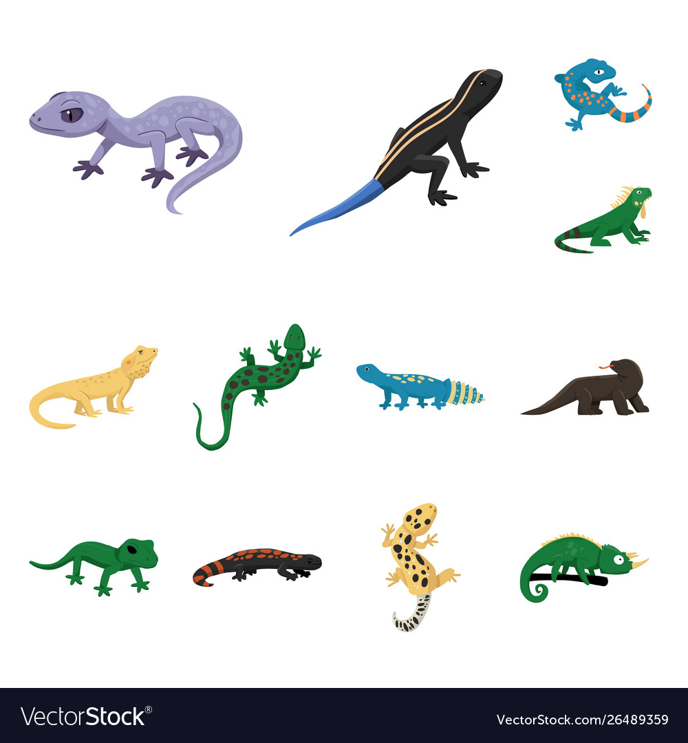 Isolated object animal and reptile symbol Vector Image