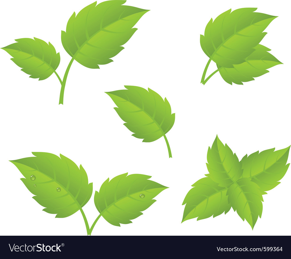 Green leaves