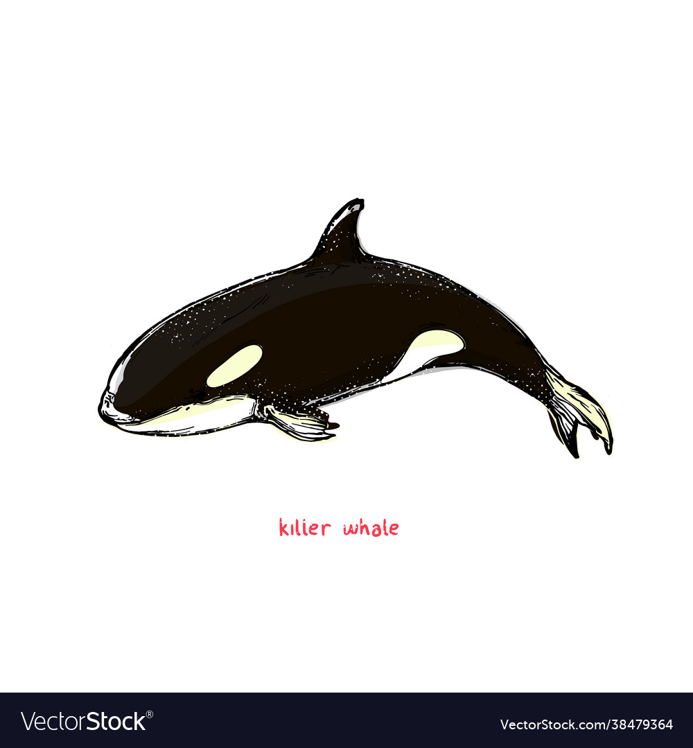 Logo killer whale flat orca for poster or icon