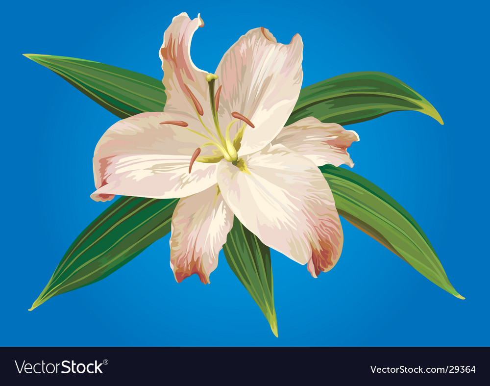 Madonna Lily