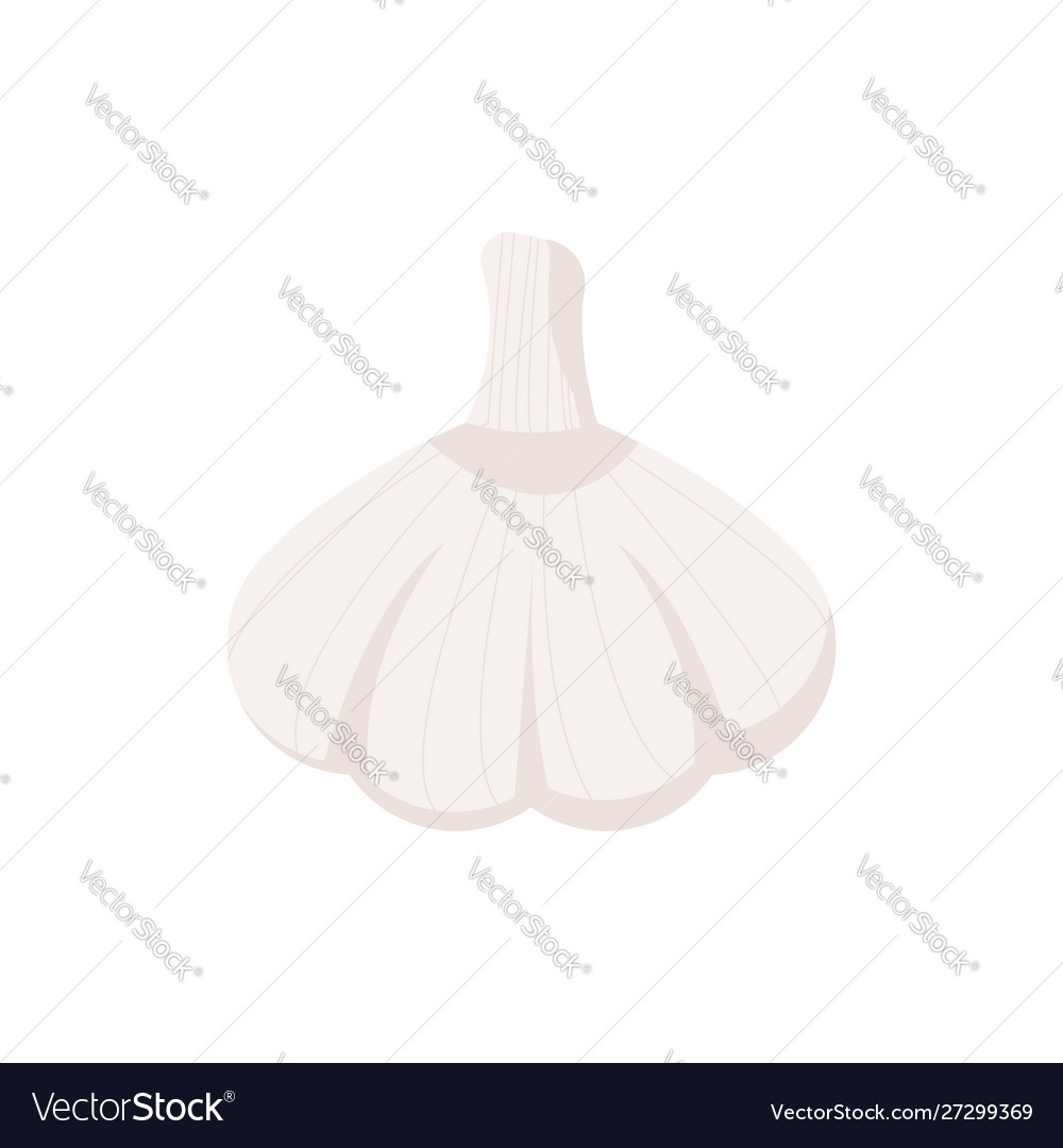 Garlic isolated on white background