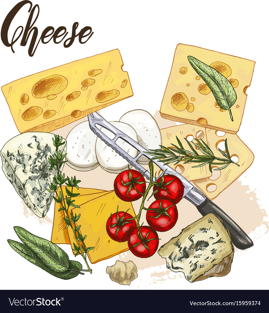 Color realistic sketch cheese Royalty Free Vector Image