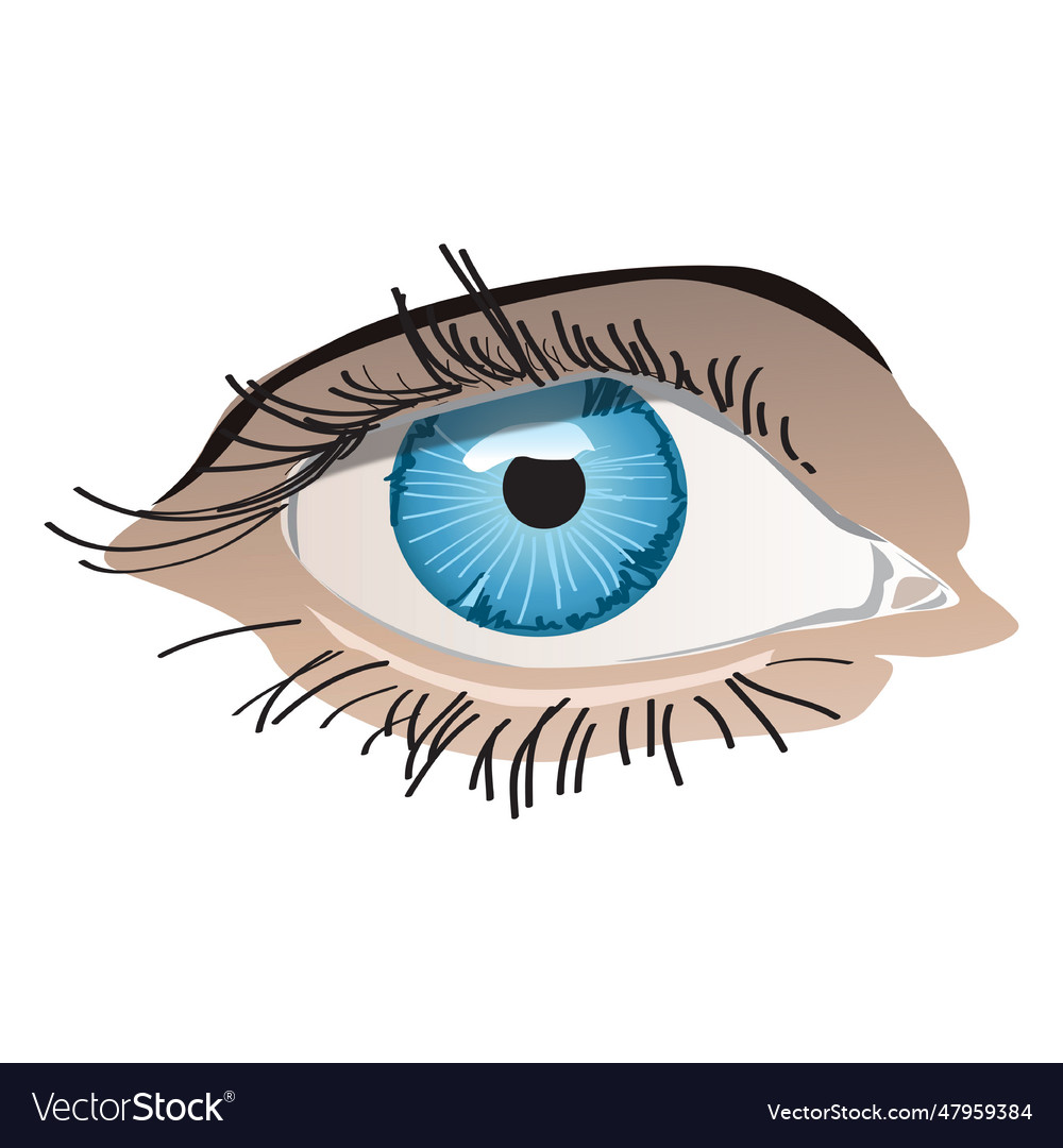 Blue woman eye Royalty Free Vector Image - VectorStock