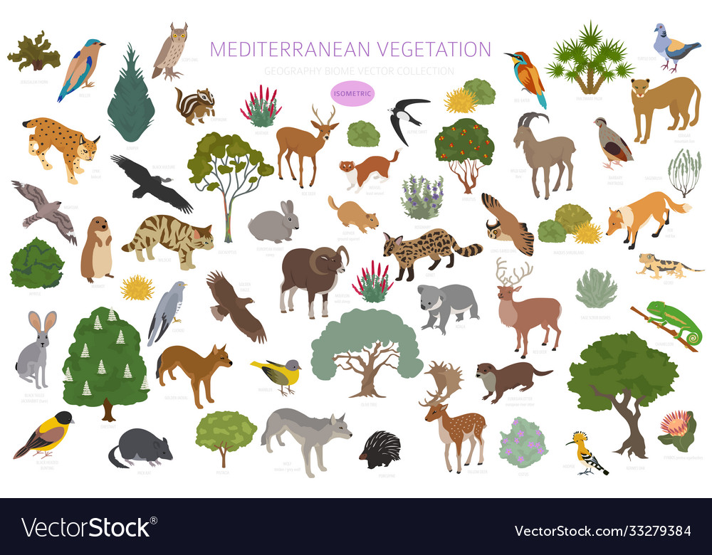 Mediterrane Vegetation Biome natürliche Region vector image Mediterrane Vegetation Biome natürliche Region
