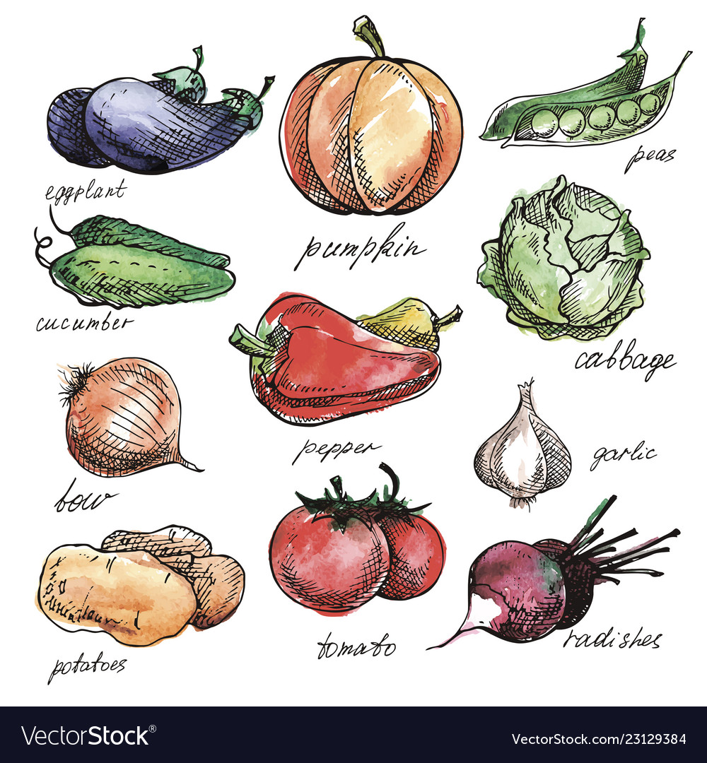 Vegetables Hand Drawn Set Royalty Free Vector Image | The Best Porn Website