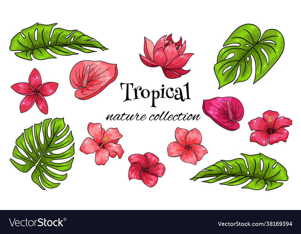 Tropical collection with exotic flowers and leaves