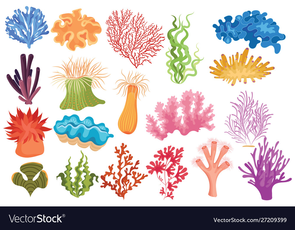 Set algae collection cartoon algae Royalty Free Vector Image