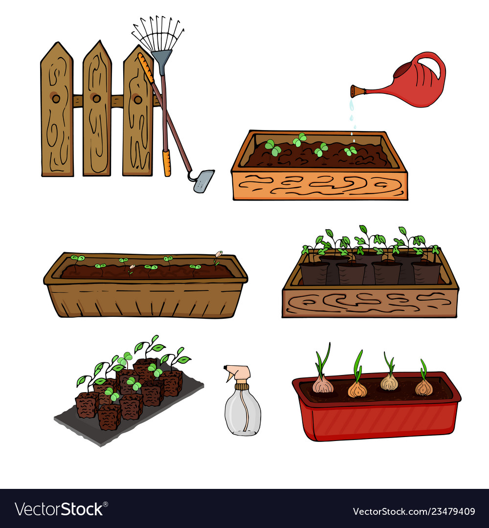 Wooden boxes with seedlings of young plants