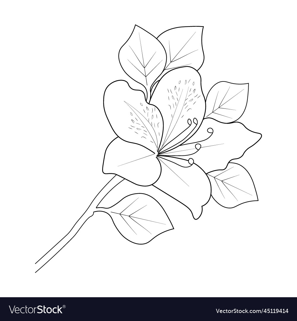 Azalea flower drawing sketch line art Royalty Free Vector