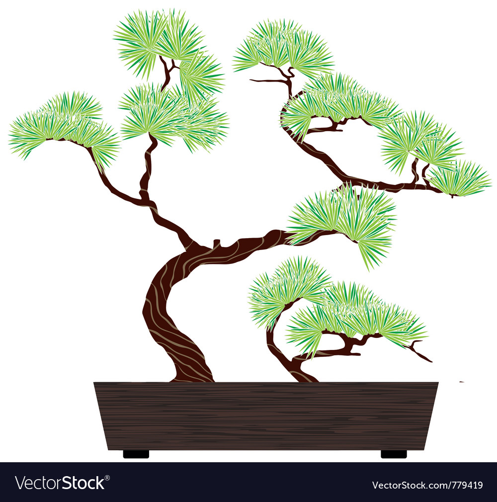 Elegant Bonsai Pine in Box