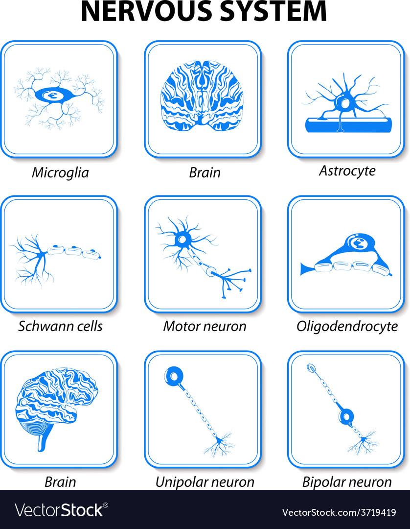 Icon nervous system