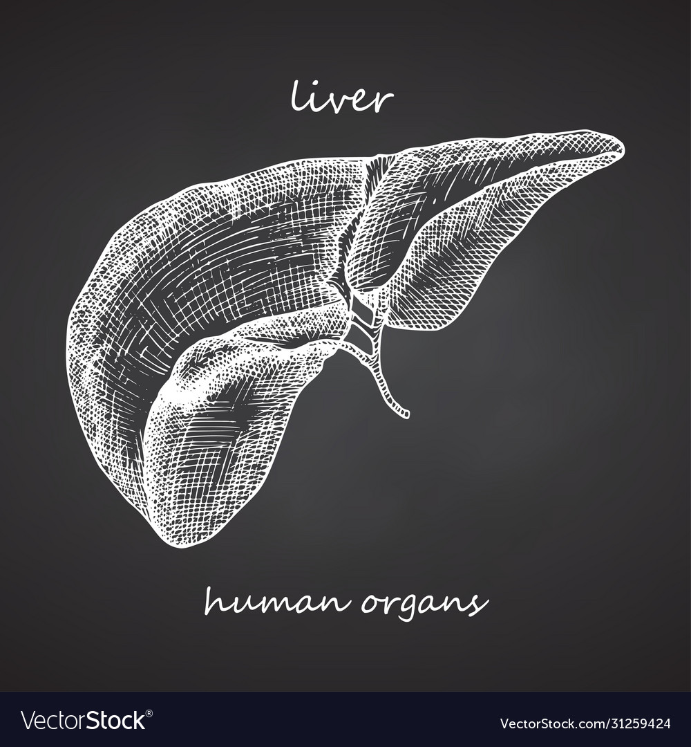 Liver realistic hand-drawn icon human internal