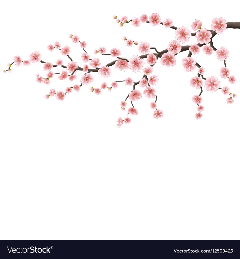 Branch of a blossoming cherry tree eps 10 Vector Image