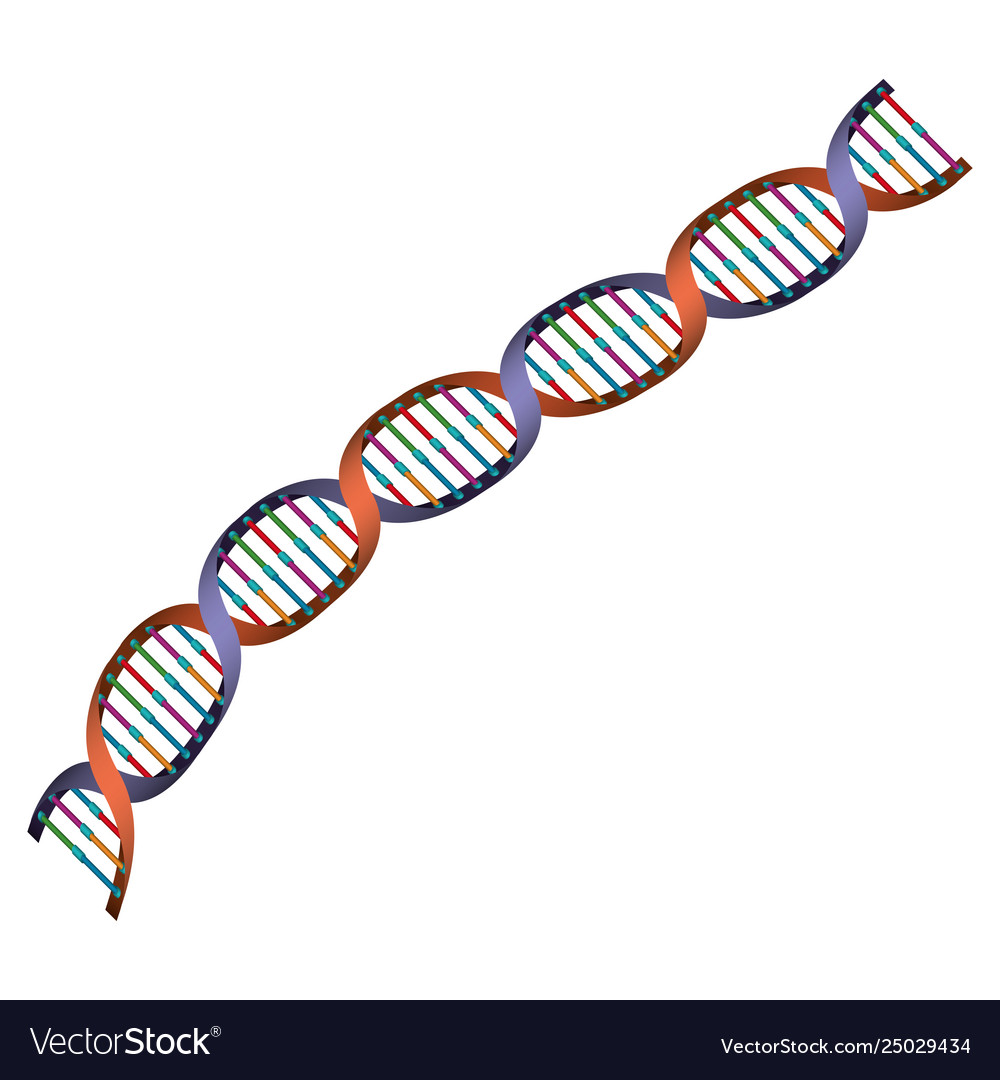 Diagonal dna chain science colorful icon Vector Image Diagonal dna chain science colorful icon