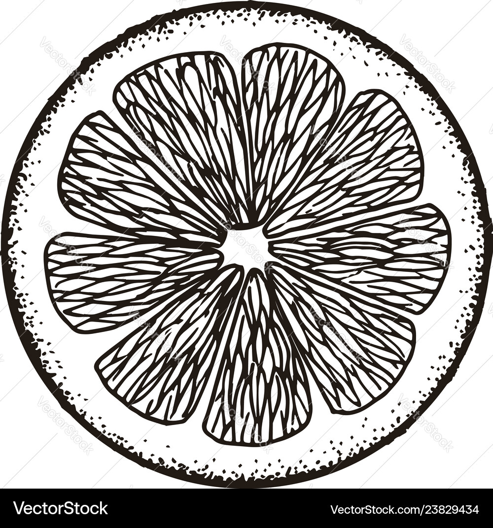 Slice slice lemon orange grapefruit lime Vector Image