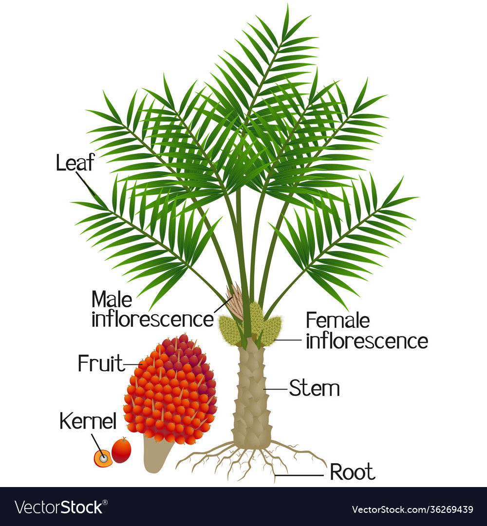 coconut palm tree parts