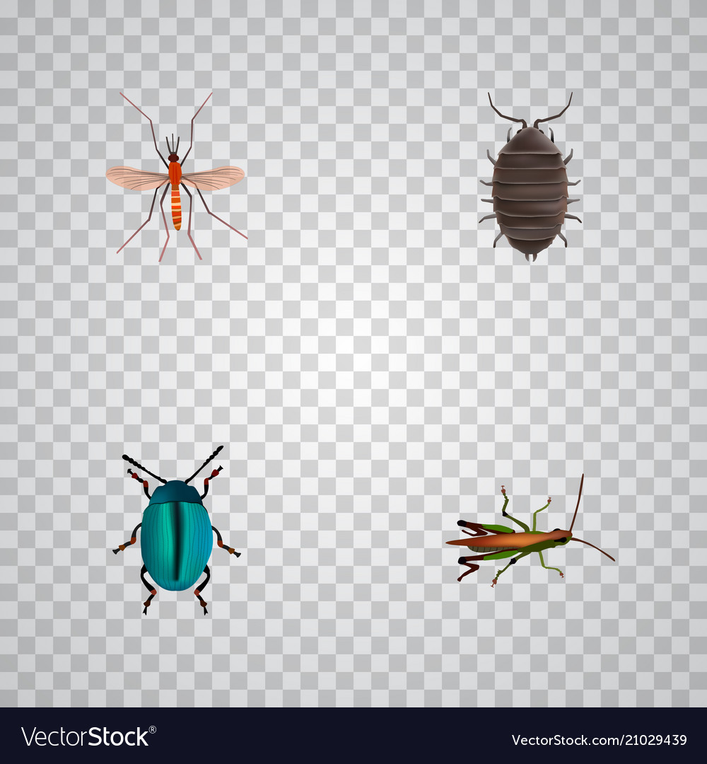 Set of insect realistic symbols with mosquito bug vector image Set of insect realistic symbols with mosquito bug