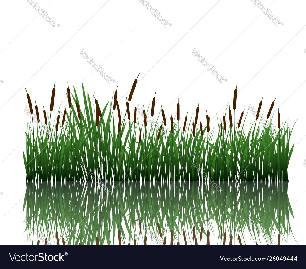 Meadow with reflection vector image Meadow with reflection