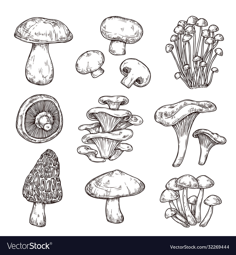 Sketch mushroom nature ingredients tasty Vector Image