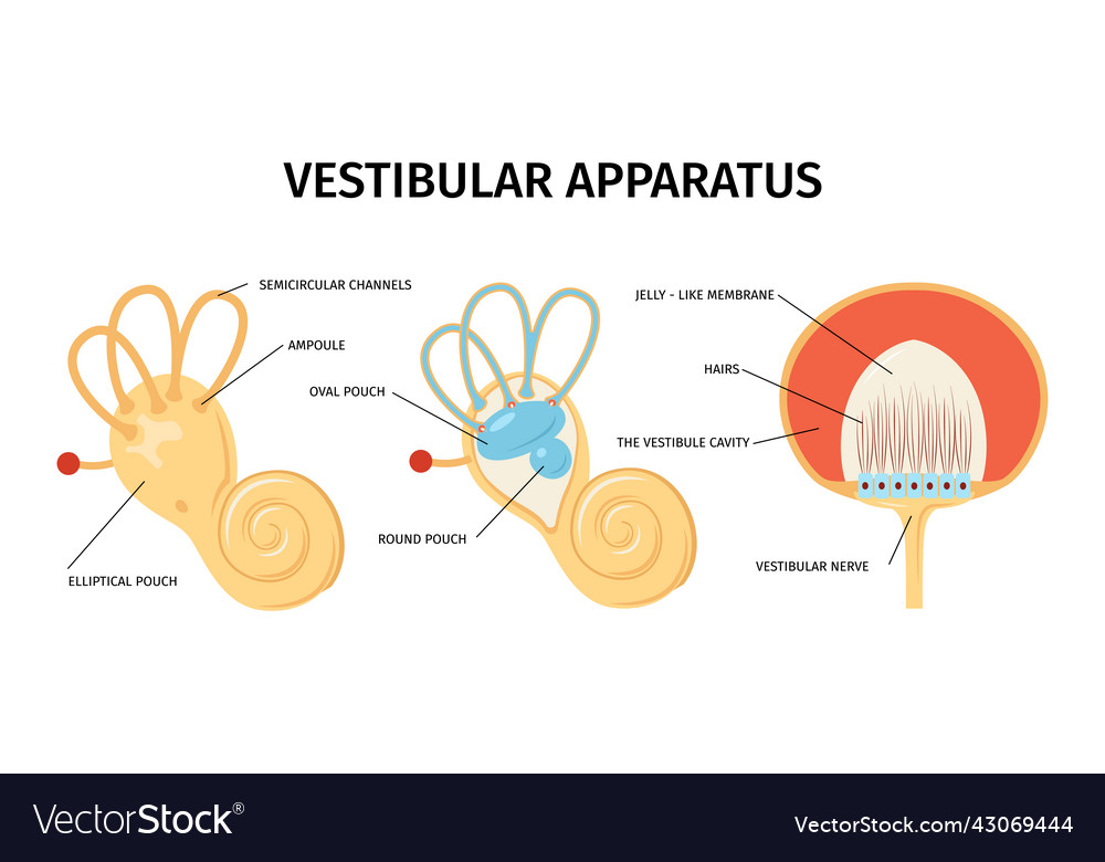 Vestibular apparatus anatomy composition Vector Image