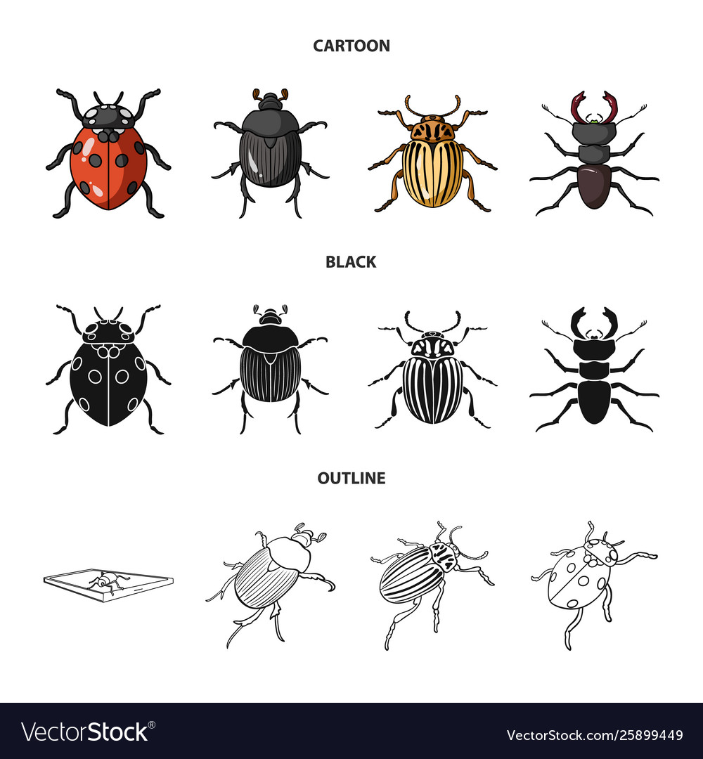 Isolated object insect and beetle symbol