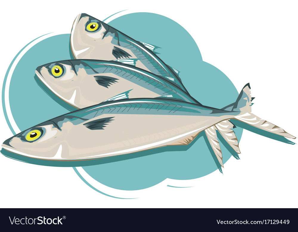 Mackerel Royalty Free Vector Image VectorStock