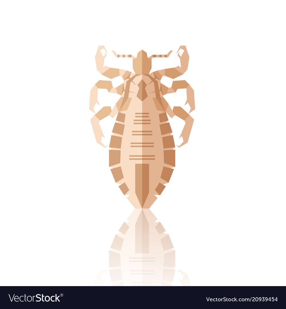 Flat geometric louse